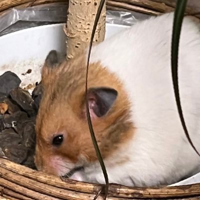 madomado1259's profile picture. 20↑無言フォローすみません。趣味垢色々🌈⚔️ cpも好き。地雷は特になし。🌈V周辺B済。永久鍵垢。よろしくお願いします。