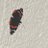 dasglasmaedchen's profile image
