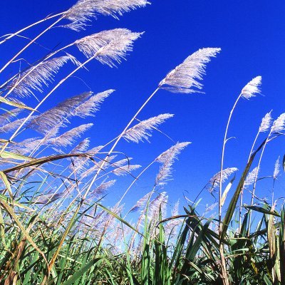 AmyBu2's profile picture. 這裏有你知道的，也有你不知道的真相：https://t.co/2HL64puZbn