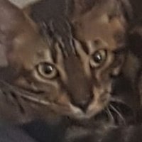 LUCAS (@lucas87440541) 's Twitter Profile