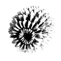 Absolute (@2022kin) 's Twitter Profile