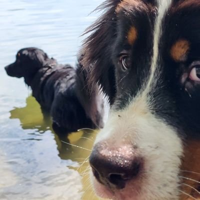 relativ normal, Papa von Kindern, Hunden und Katzen, vom Westen in den Osten rübergemacht
#ADHS #notjustsad