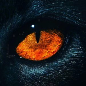 BreakingThe13's profile picture. XIII