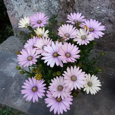 sopralluoghi's profile picture. Notizie e pensieri sulla storia, critica e comunicazione dell'arte.