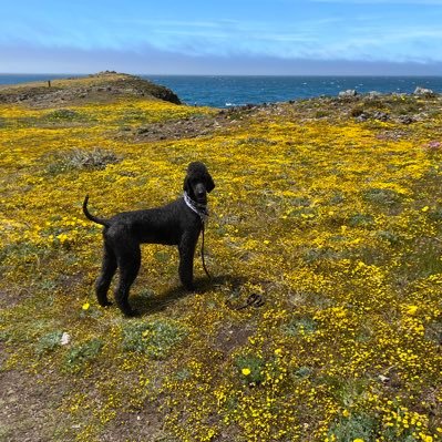 Love animals, especially standard poodles. Proud RN. Opinions are my own. We live on one planet so let’s take care of it! 🐩🌊🌻🇺🇦💙