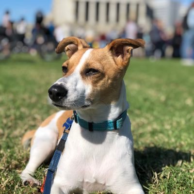 59 yo woman, mother & wife, embracing retirement with long walks with Gordon the JRT … loves her house in 🇫🇷