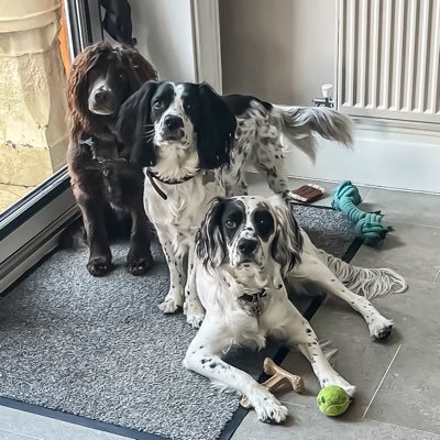 Greetings dog lovers, welcome, we are 3 devilishly handsome north west gentlemen. Archie ‘the thinker’, Milo ‘the socialite’ & Ziggy ‘the excitable’.