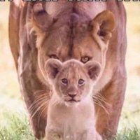 JustAFewMoms (@justafewmoms) 's Twitter Profile