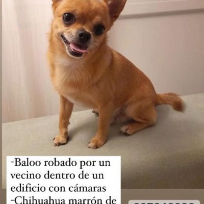 Buscamos a Baloo, un chihuahua robado dentro de un portal en Barcelona en la calle Josep Tarradellas. Por favor, necesitamos difusión. 
#Baloovuelveacasa