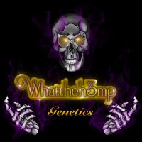 Whattheh3mp_Genetics(@Whattheh3mp_Gen) 's Twitter Profile Photo