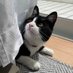 ねこよ (@neko_kitayo) Twitter profile photo ねこよ (@neko_kitayo) Twitter profile photo