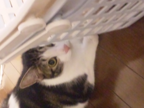 niwa13boy's profile picture. バイク、音楽、酒好きです！ バイクは、kawasaki Ｗ１Ｓに乗ってます！ 音楽は、基本的にROCK全般、自分で聞て気に入ったものは、何でも聴きます！！！酒は…アルコールだったら何でも！！！たまに、djをやります！！ロカビリーバンドをはじめました！！