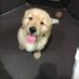 KAI物語 golden retriever (@ariel_hauoli) Twitter profile photo KAI物語 golden retriever (@ariel_hauoli) Twitter profile photo