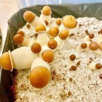 Mushroom and psychedelic(@melvineblink) 's Twitter Profile Photo