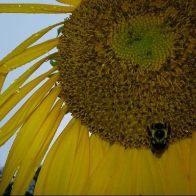 Avid gardener, mom & grandmother. Animal lover. Nature is my god and the planet is my church.
