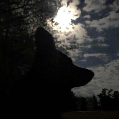 ManFellow2's profile picture. Husband,Father,Brother,Son, work in progress. Politics, Lyme and spreading sunshine. I enjoy eating bees and getting stung by mushrooms,or something like that