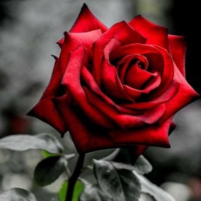 ‏‏الاقحوت