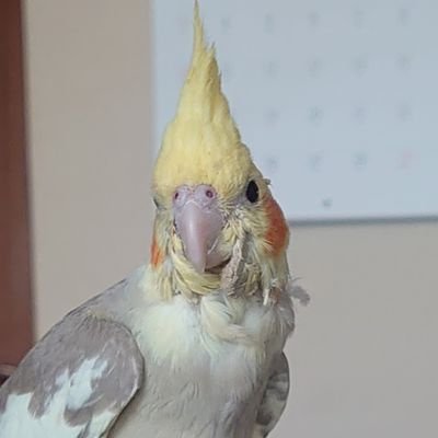 オカメインコの
🐤希香(あすか)♀2020年2月15日生🐤風太(ふうた)♂2020年7月29日生🐥礼(れい)♂2021年2月12日生🐥遥風(はるか)♀2022年1月2日生
セキセイインコの
🐥きみ2023/04/15生
5羽と、ジジイひとり共同生活中

🤟無言フォロー失礼致しますm(_ _)m