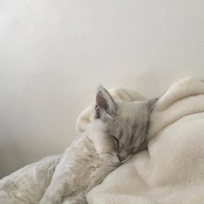 komugi_gram's profile picture. 現在休止中