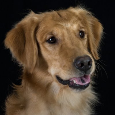 Golden Retrievers! Aggie Sports! Dog sports: AKC Obedience to NADD! Stand-up Comedy & Tim Allen fan! Texas A&M Former Student -GigEmAgs! Architect & Writer.