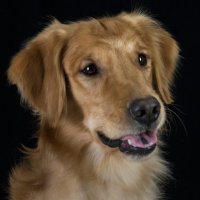 ReufusDasherBuzz Wright (@reufuswright) 's Twitter Profile