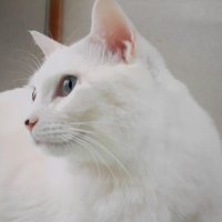 もも🐾 (@momo5124203) 's Twitter Profile Photo