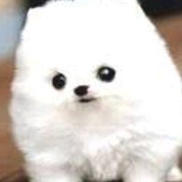 zayne_zayden's profile picture. puppy