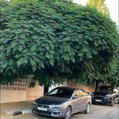 mhmd33877510's profile picture. 