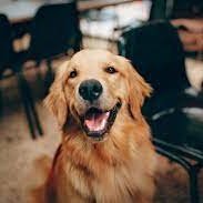 dog_love00's profile picture. “Did you know that I have been considered a Frisbee champion for my mad fetch skills? If you love your Frisbee as much as I love mine, you should hit me up.