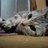 ame_mori_h's profile image