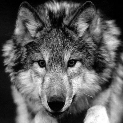 🐺🐺🐺🐺🐺🦊🦊🦊🐶🐶🐶🐶🐶🐶🐶🐶🐶🐶🐶🐺🐺🐺🦊🦊🐩 so cute my baby's love ❤ 😍 💖 ❣ 💕 💘 ❤ 😍 💖 ❣ 💕 💘 ❤ 😍 💖 ❣ 💕