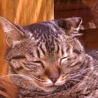 黒猫APLO (@aplo2) 's Twitter Profile