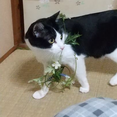 AYA_choco_y's profile picture. 中学生娘と2人暮らしシンママ@東京(+猫一匹)。
仕事（&残業多め）と家事と娘のことで1日が終わる。。学費と家賃の負担が重く、
手取で30万/月　稼がないと赤字😭
仕事がんばりつつ、20250615〜毎日2時間、100日間やりたいことに取り組むよ👊

DOGEコイン保有継続中🥲