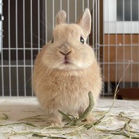ใใชใใฎ้จๅฑใใใใใ (@kinako0305usagi) 's Twitter Profile Photo ใใชใใฎ้จๅฑใใใใใ (@kinako0305usagi) 's Twitter Profile Photo