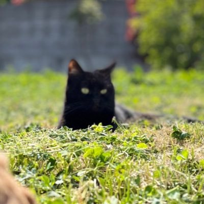 黒猫と暮らしています。猫好き、写真頑張ります、、 、名前は猫がクロロです。ウサギもいました、名前は月丸愛称むっち、覚えてあげてね。両方とも女の子なので、姉妹です。多分。