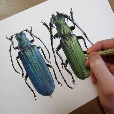 Illustrator specialising in Entomology & Natural History.
IG: carim_nahaboo