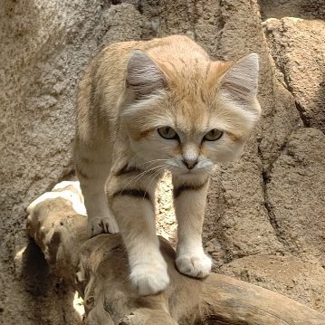 京阪神の大動脈である国道171号線。通称天下のイナイチに住む😺系男子。撮り鉄撮りバス大好き、サイクリング好き、動物好き、クルマ模型好き、乗り物好き、料理好き。神戸どうぶつ王国を中心に天王寺動物園、神戸市立王子動物園など自転車で動物園めぐりをやっています!!遠征もしますよ!