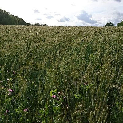 Agriculteur bio en deux Sèvres, éleveur de vaches Blonde d'Aquitaine