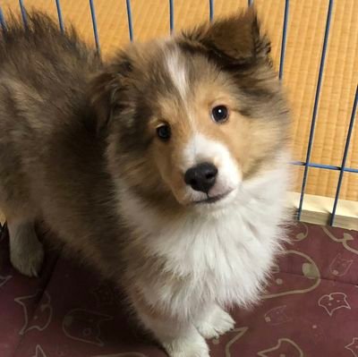 Miikeychesu's profile picture. 