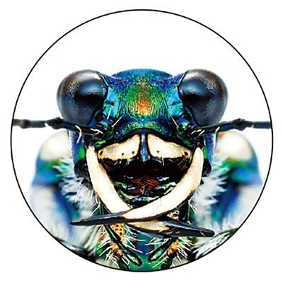 CwKaDMIKVPLYzkt's profile picture. 昆虫写真家・森上信夫の助手が管理運営しています。
まれに森上本人がツイートすることもあるかもしれません。
森上信夫のブログはこちら→ https://t.co/oRaDNJcJ5Z
森上信夫のプロフィールはこちら↓