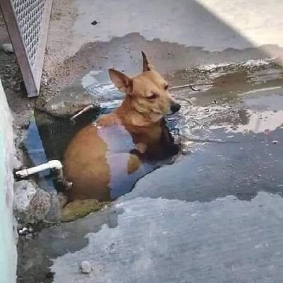 CapitainSamulon's profile picture. Sam 27, I spend way too much time on the internet