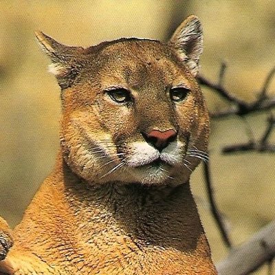 Kaleenghj's profile picture. 