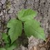 toxicofriendron radicans (@toxicoradica) Twitter profile photo toxicofriendron radicans (@toxicoradica) Twitter profile photo