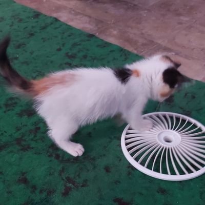 dadangcepot's profile picture. Akun ke 2