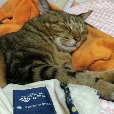 mvz1PF9HnRU33Cb's profile picture. みんにゃと申します🎵🐱

にゃんこ、熱帯魚🐠、ファッション、美容、コスメ好きです🐱

よろしくお願いいたします🐱😸