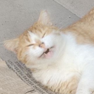 merumerutho's profile picture. making music on LSDJ/NL2 and occasionally other platforms.
occasionally making some random vj stuff. 
retrocomputing aficionado.
i like soft stuff.
(he/him)