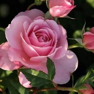 @Haydee11675532