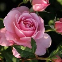 Haydeé damiano (@haydee11675532) 's Twitter Profile Photo Haydeé damiano (@haydee11675532) 's Twitter Profile Photo