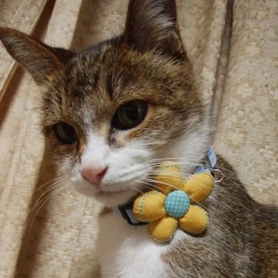 クボタトモミさんのプロフィール画像