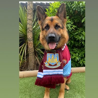 DougHarrisonWHU's profile picture. Just a little man in a big ol world 🐶🐶My mum helps me on Twitter ! @xkateharrisonx